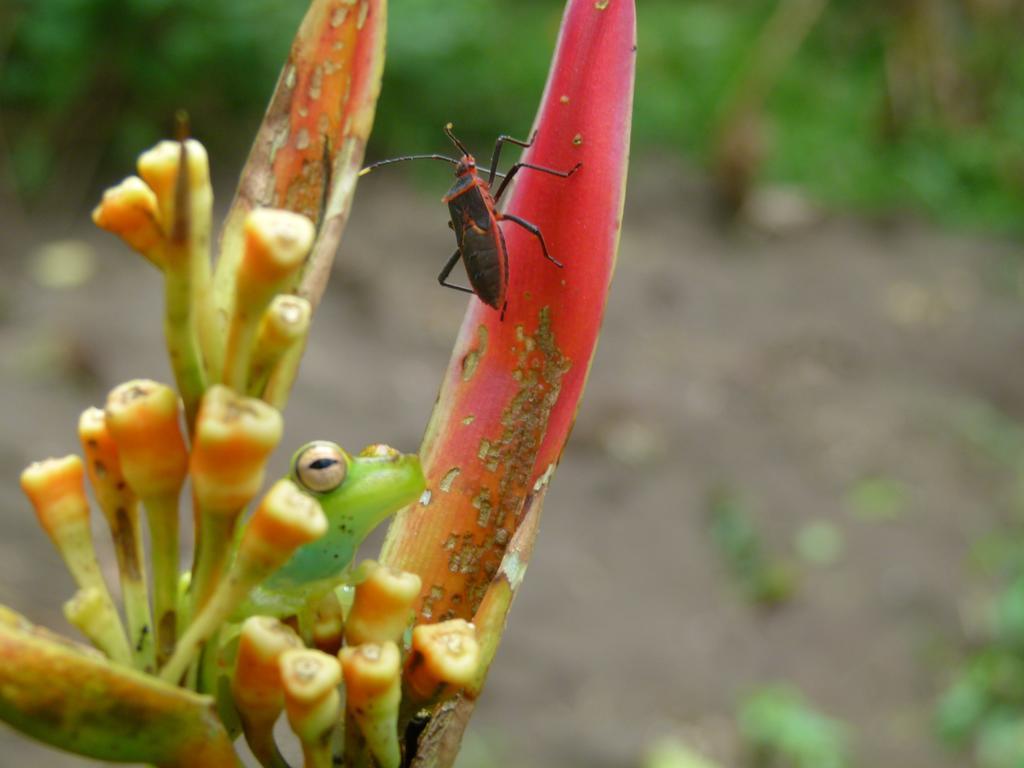 Aracari Garden Hostel Tortuguero Dış mekan fotoğraf