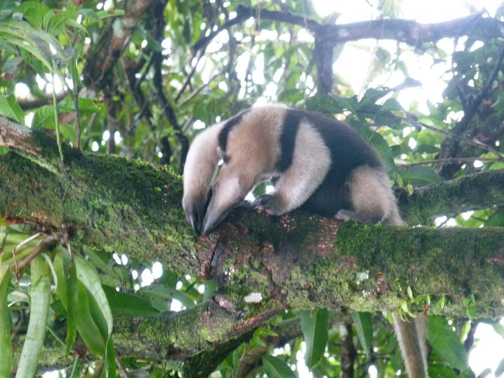 Aracari Garden Hostel Tortuguero Dış mekan fotoğraf