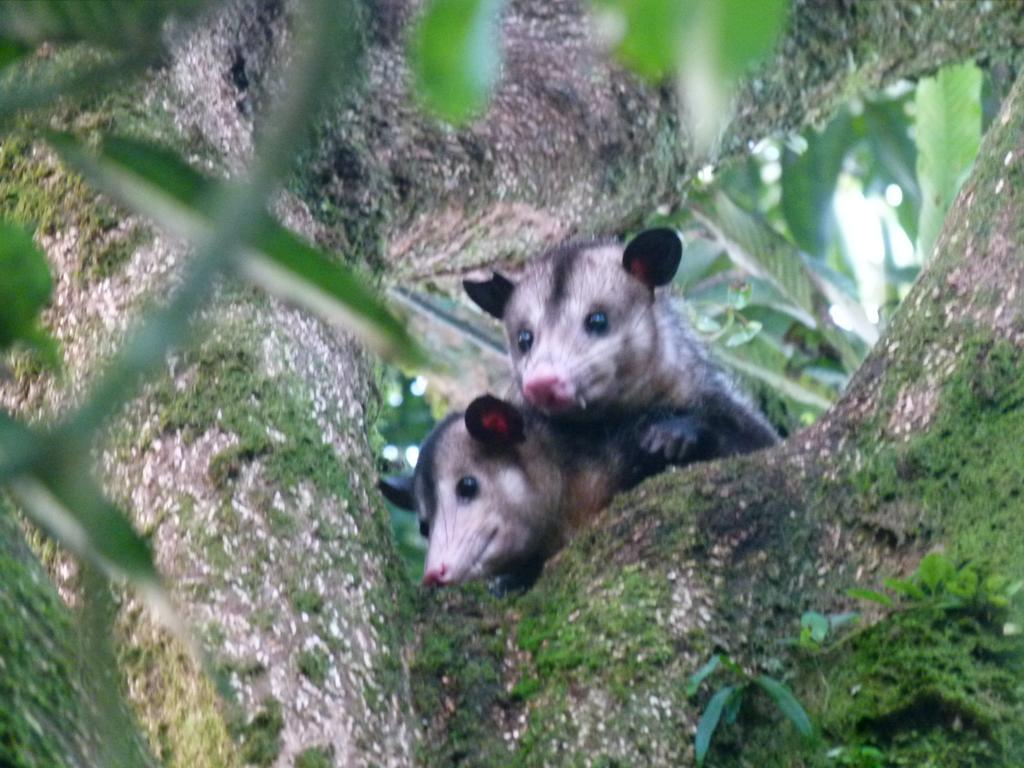 Aracari Garden Hostel Tortuguero Dış mekan fotoğraf